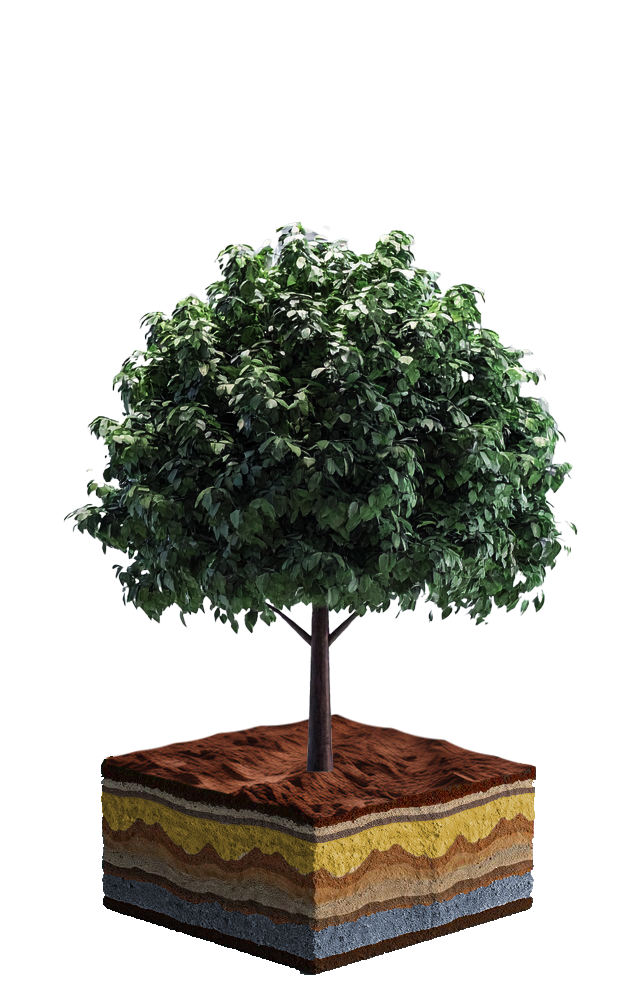 Baum_e