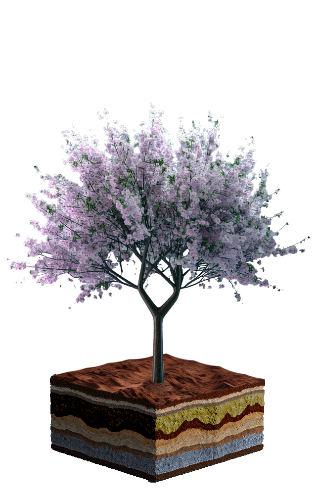 Baum_d