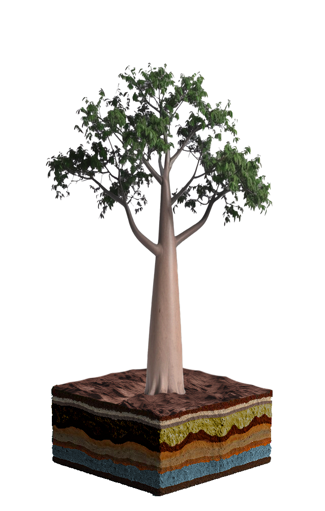 Baum_b