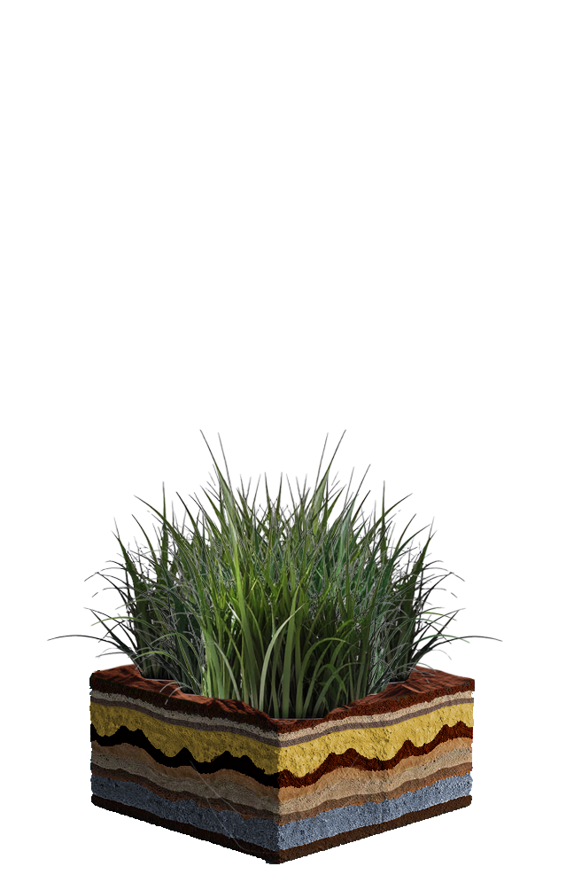 Gras